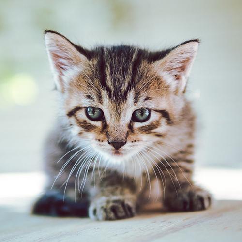 Болезни котят, взятых с улицы