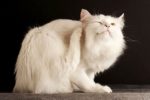 Как избавиться от кошачьих блох в квартире