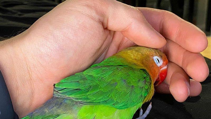 Обучение неразлучника