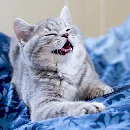 Почему кошки фыркают: 8 примеров поведения