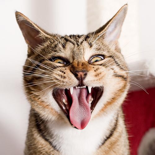 Какие зубы у кошки