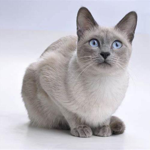Самые умные кошки: породы, которые будут вас понимать