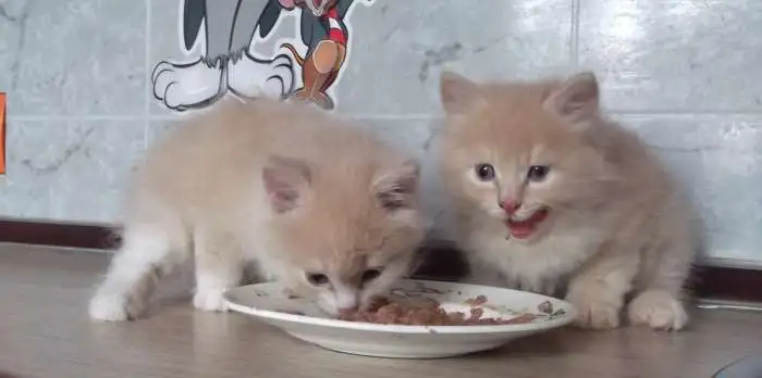Кормление сибирских котят