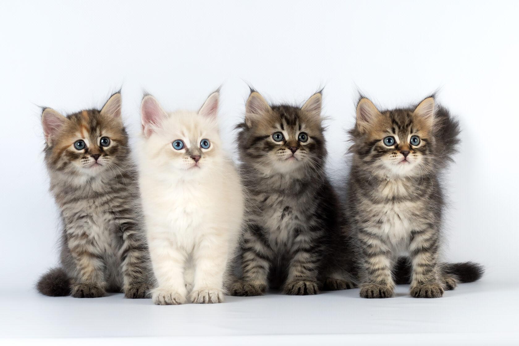 Котята сибирской породы кошек
